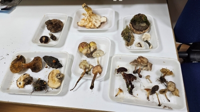 primeras recogidas de 2025