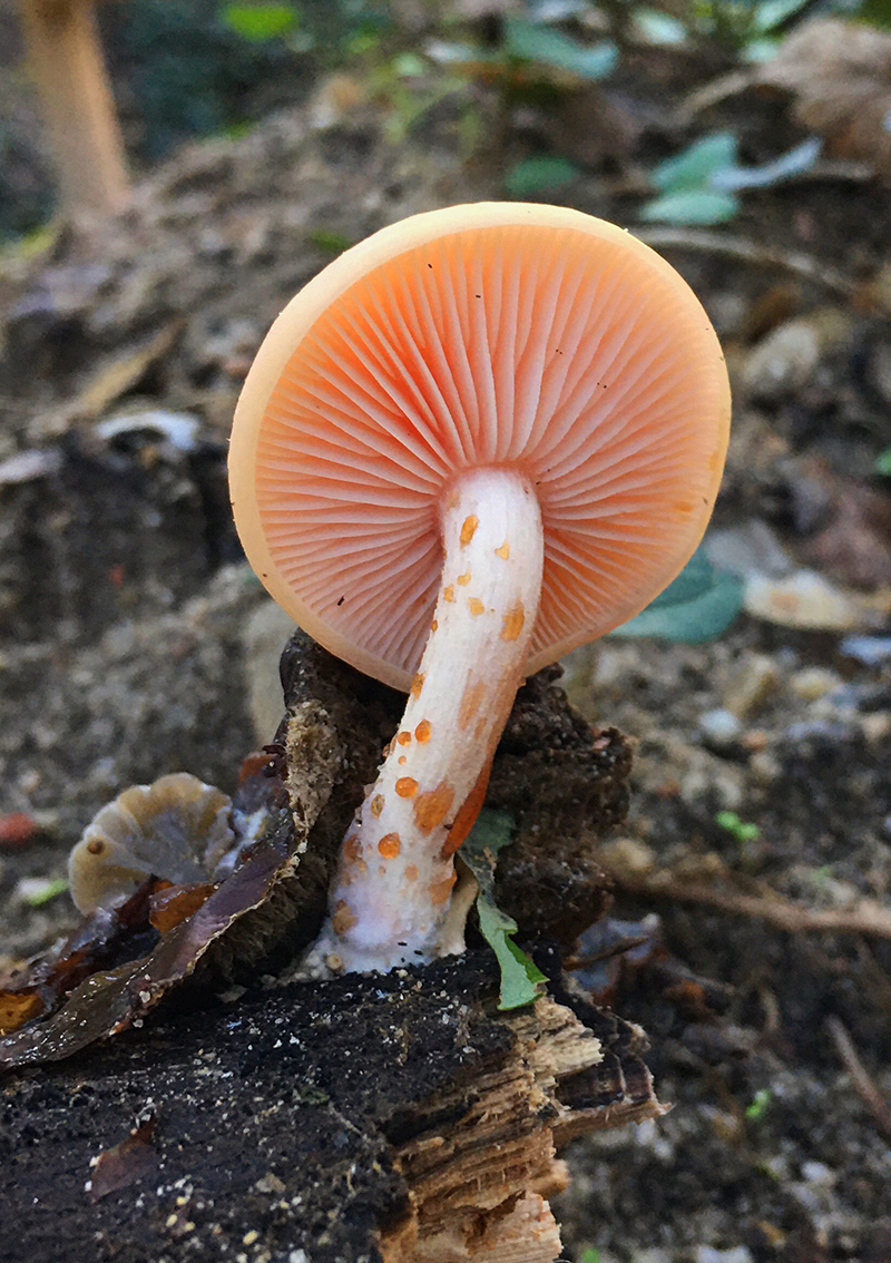 3 Rhodotus palmatus