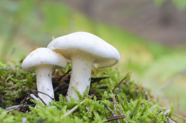 Clitocybe