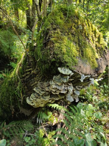 TRAMETES