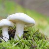 Clitocybe