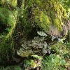 TRAMETES